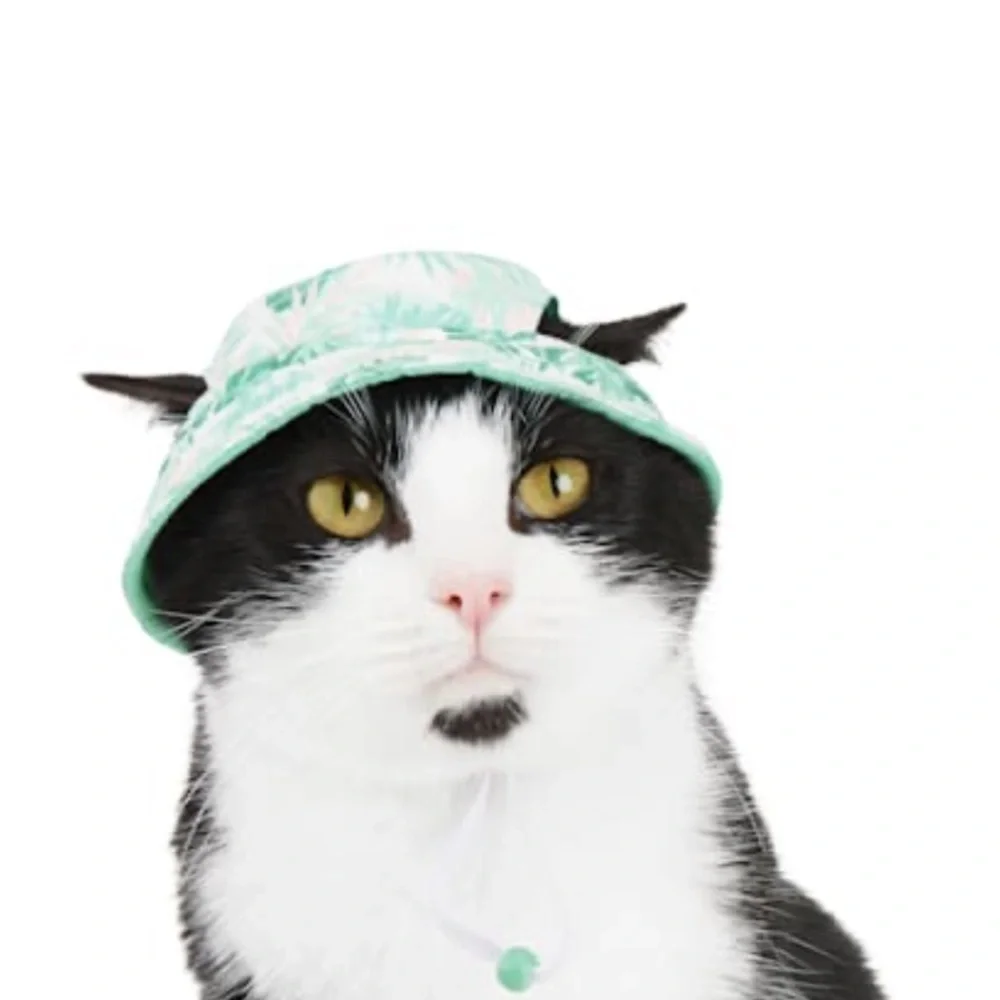 cat hat